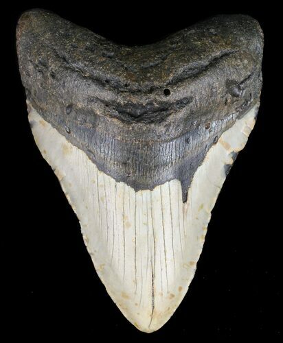 Megalodon Tooth - North Carolina #59082